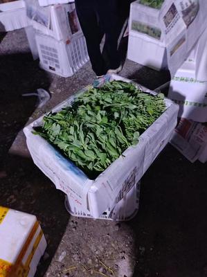 [豌豆苗批发]四川眉山东坡区豌豆苗 2.00元/斤豌豆苗豌豆尖量 _ 一亩田